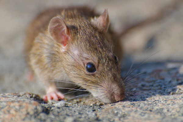 Para la investigación se entrenó a ratas de manera que se administraran a sí mismas cocaína durante doce días. Foto: Ilustrativa / Freepik