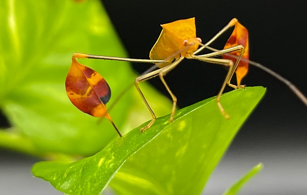 El tamaño de las banderas no cambió según el sexo del insecto, reveló el estudio. Foto: STRI