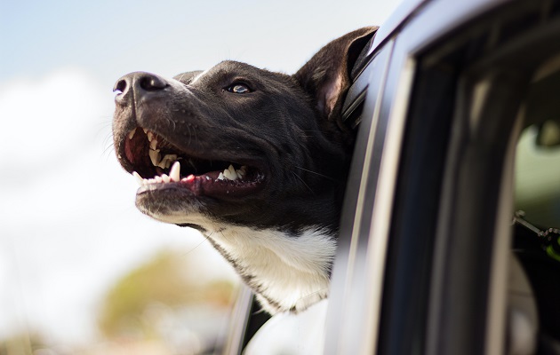 Los perros dan señales si les gusta viajar largar distancias. Foto: Cortesía