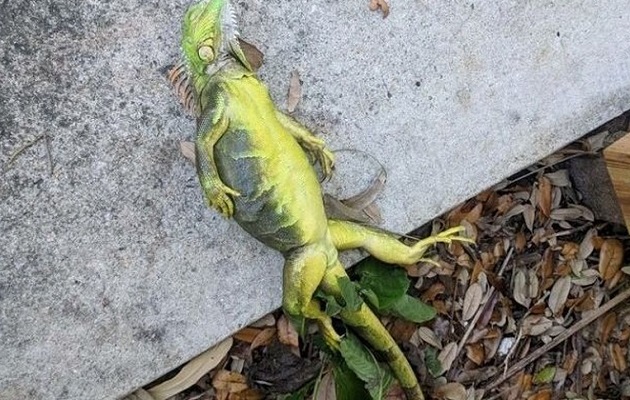 Las iguanas congeladas caen de los árboles en Florida.