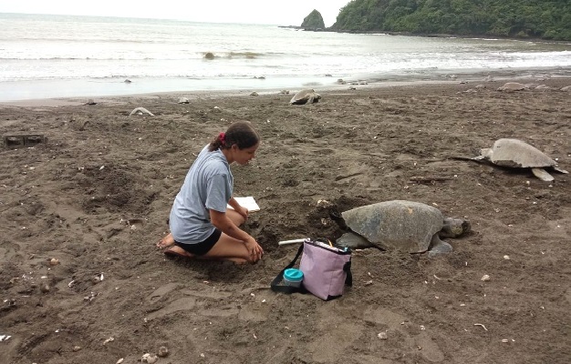 Se realizan valiosos estudios sobre conservación y protección de la tortuga marina de la provincia de Los Santos. Foto. Thays Domínguez