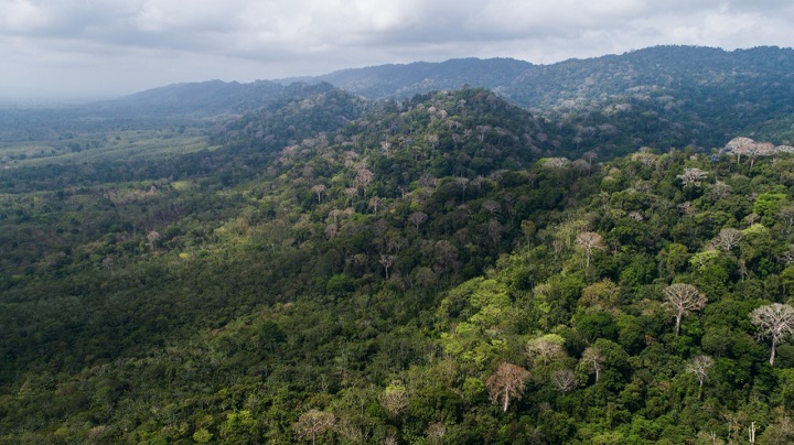 Panamá tiene una cobertura boscosa de 68%, según las últimas estadísticas. Foto: Cortesía MiAmbiente