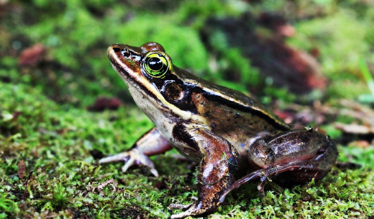 La rana vibicaria forma parte de las especies que están en peligro de extinción. Smithsonian