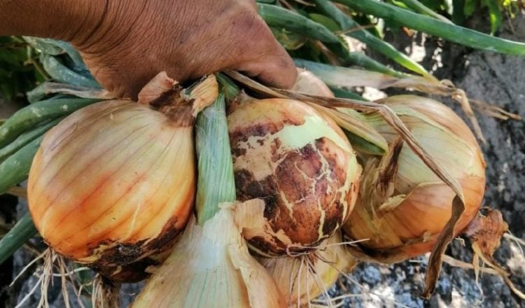 La cebolla es un ingrediente clave en muchos de los platos preparados por los panameños. Mida