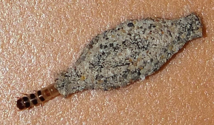 La Phereoeca allutella vive aproximadamente unos tres meses dentro del estuche.