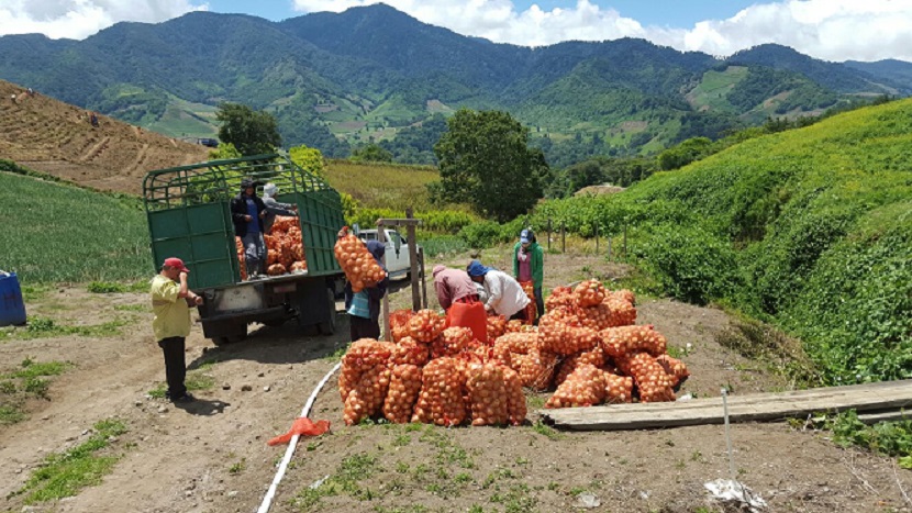 Para las últimas semanas del mes de enero debe iniciar la cosecha de la cebolla. Foto: José Vásquez