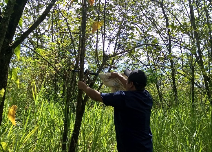 Tras su revisión fue liberada en una zona boscosa que garantiza su supervivencia. Foto: Mayra Madrid