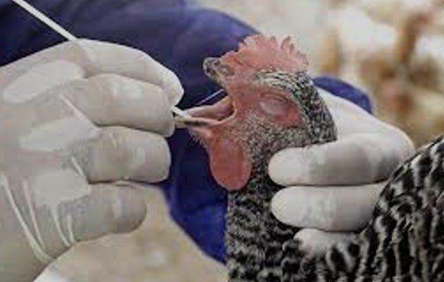 La gripe aviar suele ser propagada por aves migratorias. Ocasionalmente afecta a seres humanos, como a trabajadores de granjas avícolas.