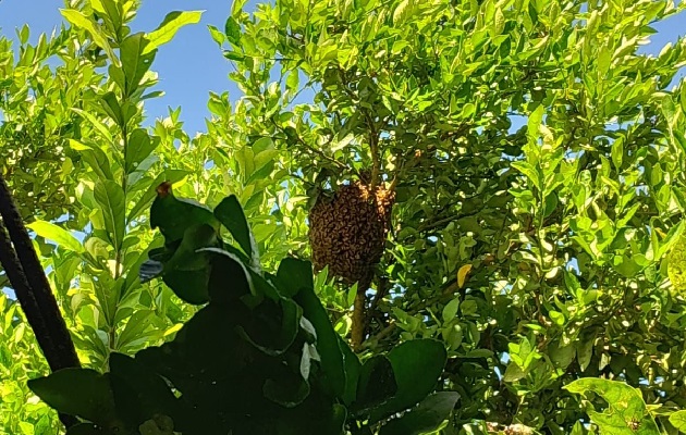 En esta región del país, con la llegada de la estación seca, se han dado varios ataques de estas abejas. Foto. Melquíades Vásquez