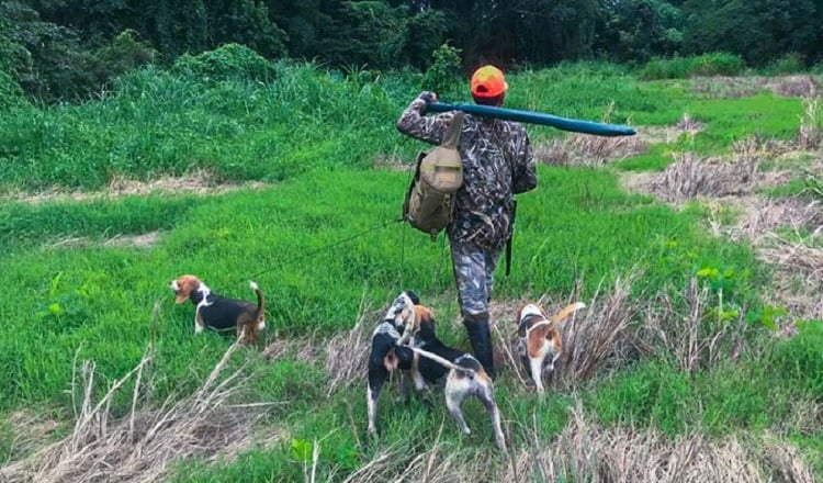 Las especies de pelo solo se pueden cazar con perros de rastreo,  porque así   tienen un  50% de posibilidad de no ser cazadas y sobrevivir. Caza Legal Panamá