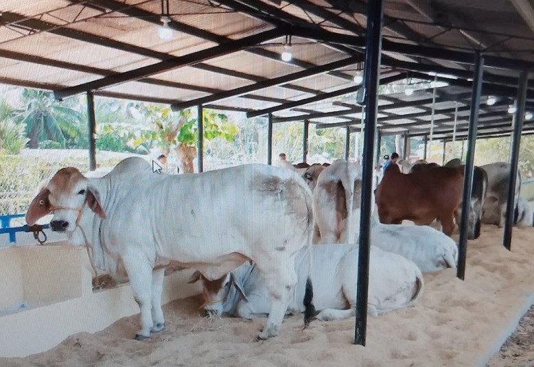 Otro de los atractivos del evento ferial es la exposición de ganado de alta genética. Foto: Thays Domínguez