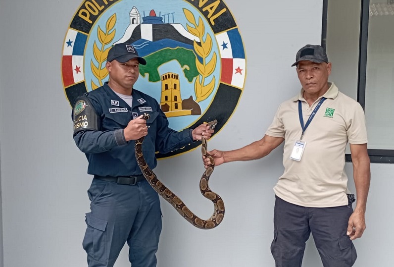 El ofidio se encontraba en custodia de agentes de la Policía Nacional en la calle primera de la ciudad de Colón. Foto Cortesía