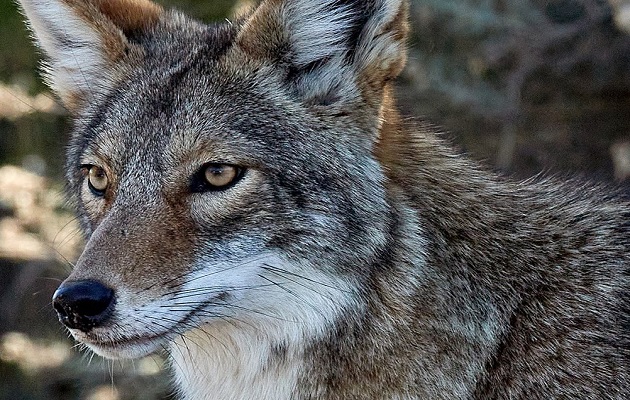 Los coyotes son muy ágiles, llegando a alcanzar una velocidad de 65 kmh.