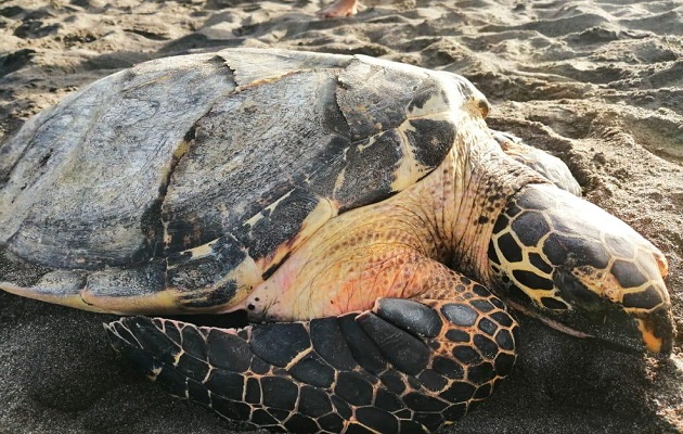 La tortuga Carey está en peligro crítico de extinción. Foto: MiAmbiente