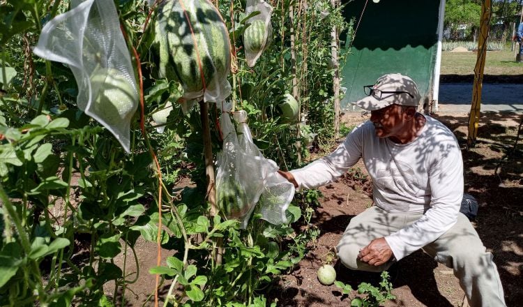 Los productores apuestan por presentar sus cosechas y lograr mejores beneficios en el mercado. FOTO/ERIC MONTENEGRO