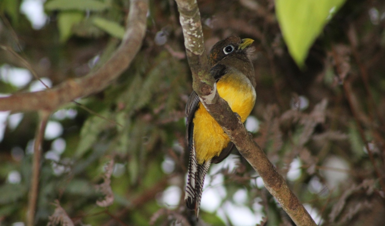 El Momoto Rufo (Baryphthengus martii) es un ave común de ver en la reserva del Valle Mamoní. Cortesía/Biomundi