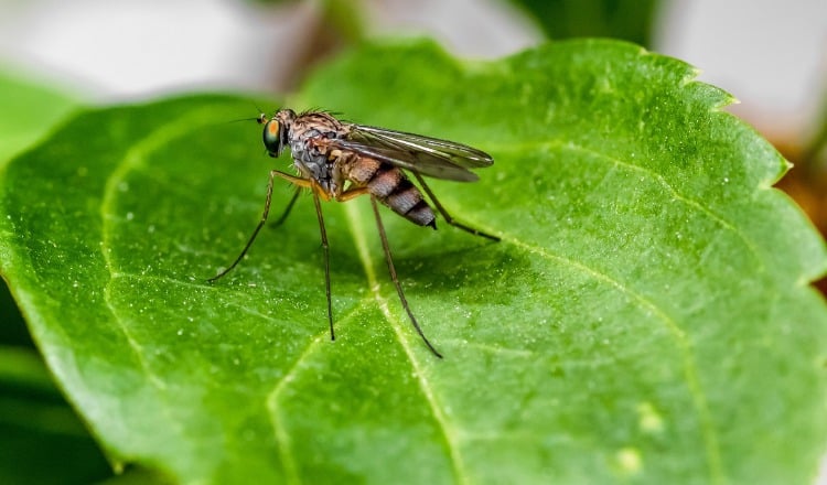 En diciembre del año pasado, el Ministerio de Salud (Minsa) confirmó la primera muerte por malaria, específicamente en Guna Yala. Foto. Archivo