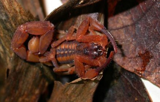 El  escorpión Tityus cerroazul  es altamente tóxico.