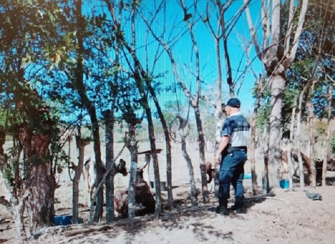 Unidades de hurto pecuario de la DIJ realiza constantes operativos en fincas ganaderas. Foto: Thays Domínguez