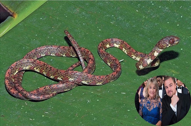 La S. irmelindicaprioae retratada en Puerto Indio, Darién. Foto: Zookeys