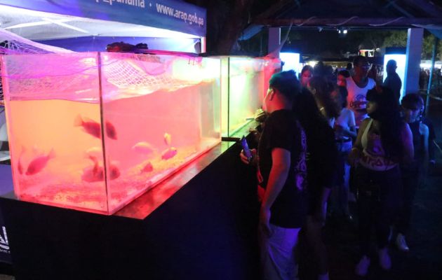 Exhibición de peces en la Feria de La Chorrera. Foto: ARAP