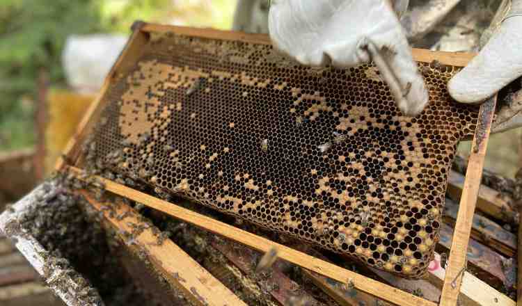 El mejoramiento genético es importante debido a que la mayoría de los apiarios en Panamá utilizan abejas africanizadas. IDIAP