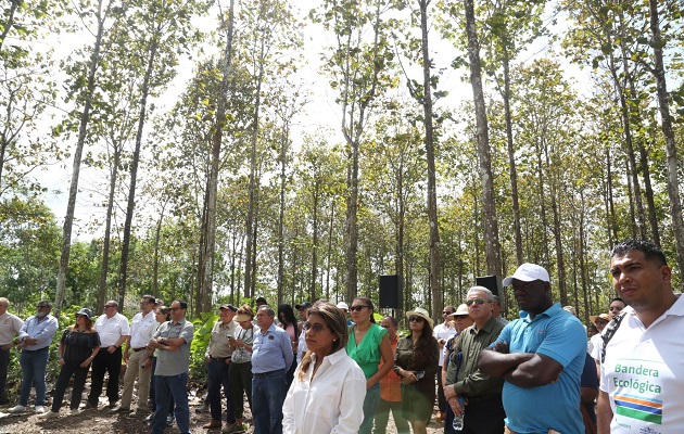 El aserradero panameño se convierte en la primera empresa en vender productos semiprocesados a nivel industrial. Foto: Senacyt