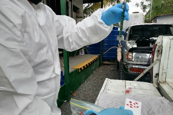 Se trata del segundo caso de hantavirus en la provincia de Herrera, luego que en el mes de enero se confirmara un contagio también en el distrito de Chitré. Foto. Archivo