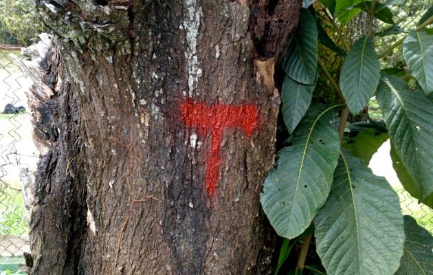 Ministerio de Ambiente ofrece guía para la solicitud de permisos para la poda y corte árboles. Foto: Cortesía