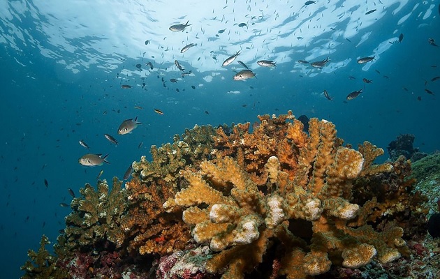 Aunque la noticia es esperanzadora, los corales siguen en grave peligro. 