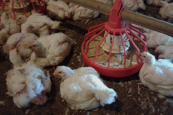 Esta prohibición se hace necesaria considerando que la provincia de Panamá Oeste concentra el 62% de la producción comercial y de traspatio de aves y huevos, dijo la funcionaria. Foto. Archivo