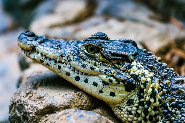 An alligator kills an old woman who was defending her dog