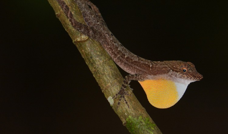 Las lagartijas Anolis apletophallus, endémicas de Panamá y en peligro de extinción, son objeto de estudio desde hace varios años. Smithsonian