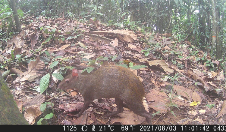 El Dasyprocta punctata, conocido popularmente como ñeque, fue la especie más abundante que hallaron los investigadores. Cortesía/Nelson Guevara