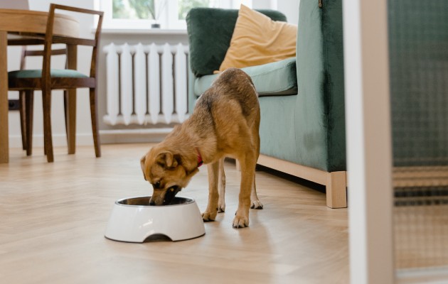 comida_perro_pa04.jpg comida_perro_pa04.jpg