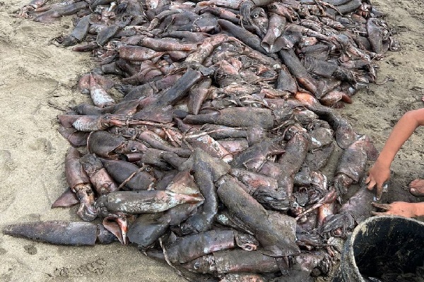 Según moradores consultados, los primeros calamares fueron divisados durante el fin de semana. Foto. Cortesía Mi Ambiente.