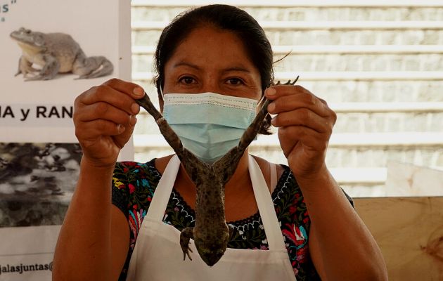 Una mujer muestra una rana antes de preparar un platillo en el municipio de Santiago Textitlán, Oaxaca (México). Foto: EFE.