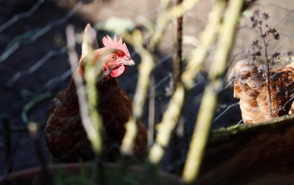 First cases of bird flu detected in Montevideo