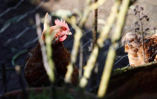 Los animales afectados fueron diez, según informaron autoridades uruguayas. EFE