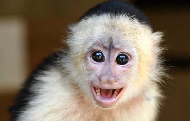 Los animales habían sido obtenidos de forma ilegal.