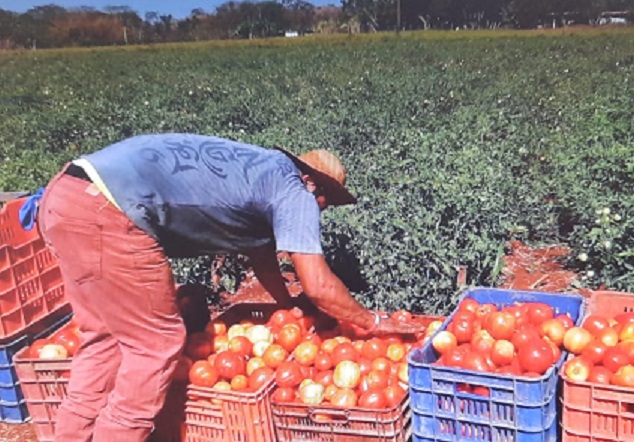 En esta etapa se emplean al menos 30 personas diariamente para la recolección de la fruta. Foto: Thays Domínguez