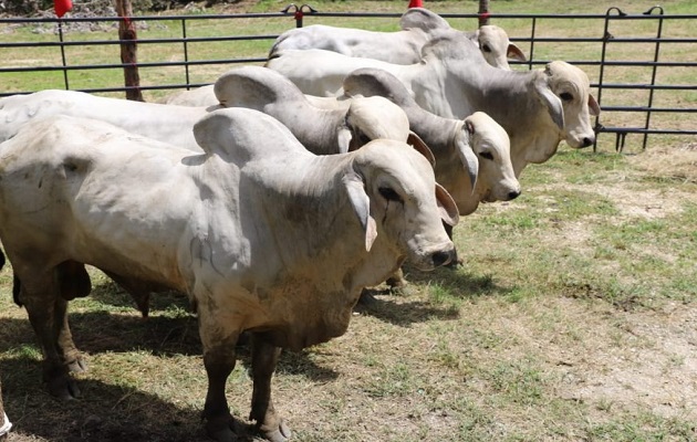 Cada toro tiene la capacidad de cubrir de 25 a 30 vacas. Foto: MIDA
