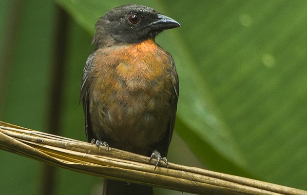 Ya se conocía que el ave habitaba en el oriente de Costa Rica. Foto: F. Veronesi 