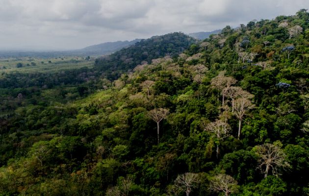 Panamá celebra el Día Internacional de los Bosques. Foto: Cortesía