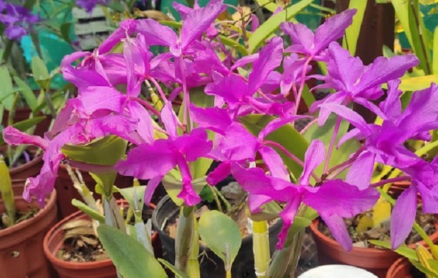Los visitantes podrán observar más de 300 variedades de orquídeas nacionales y extranjeras. Foto: José Vásquez