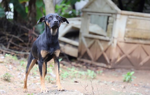  Este año la Alcaldía de Panamá ha atendido 43 denuncias de maltrato animal. Foto: Cortesía