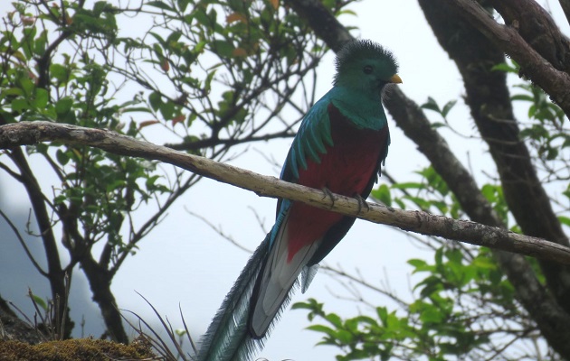 El quetzal es una de las aves más hermosas de la fauna local. Foto: MiAmbiente