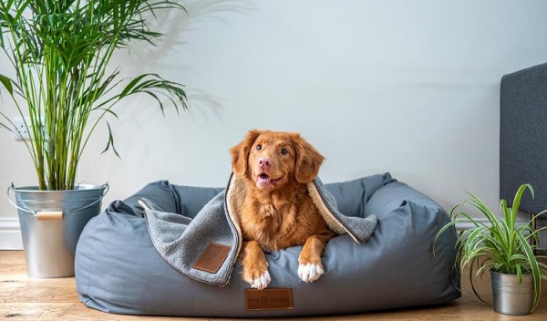How to understand our animals;  common language