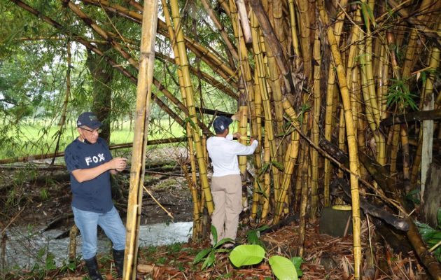 La especie más común en Panamá es la llamada caña de guadua. Foto: Cortesía MiAmbiente