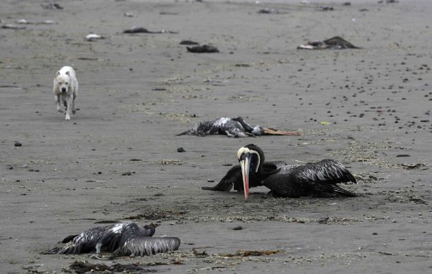 Chile confirmed the first case of bird flu in humans